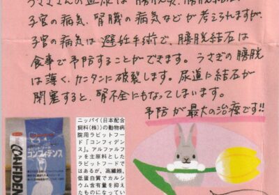 2023年3月度うさぎちゃんコラム