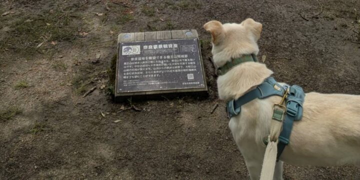 コラム2026年6月29日_だいずの登山日記9