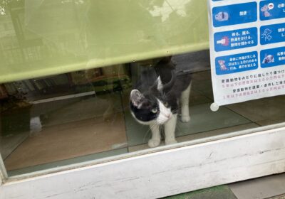 コラム2026年7月4日 ごまととうふ3