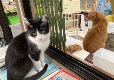 コラム2026年7月18日 ごまととうふ5